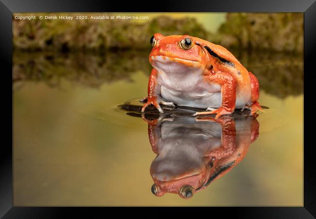 The Tomato Frog Framed Print by Derek Hickey