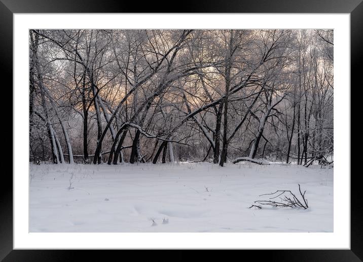 Winter snowy landscape with trees covered with frost and snow Framed Mounted Print by Dobrydnev Sergei