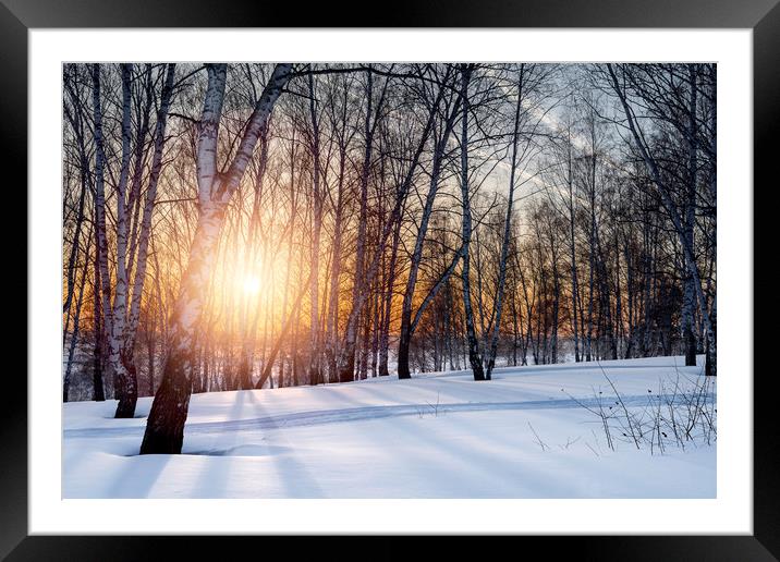Birch trees and setting sun in winter forest Framed Mounted Print by Dobrydnev Sergei