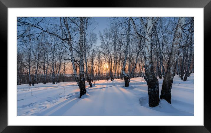 Winter evening in a birch grove Framed Mounted Print by Dobrydnev Sergei