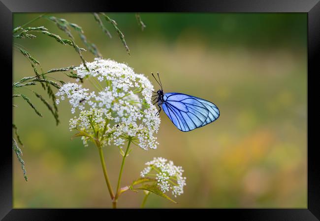 Butterfly with blue wings sits on the field flower Framed Print by Dobrydnev Sergei