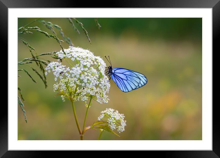 Butterfly with blue wings sits on the field flower Framed Mounted Print by Dobrydnev Sergei