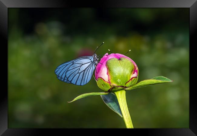 Butterfly with blue wings sitting on bud of peony Framed Print by Dobrydnev Sergei