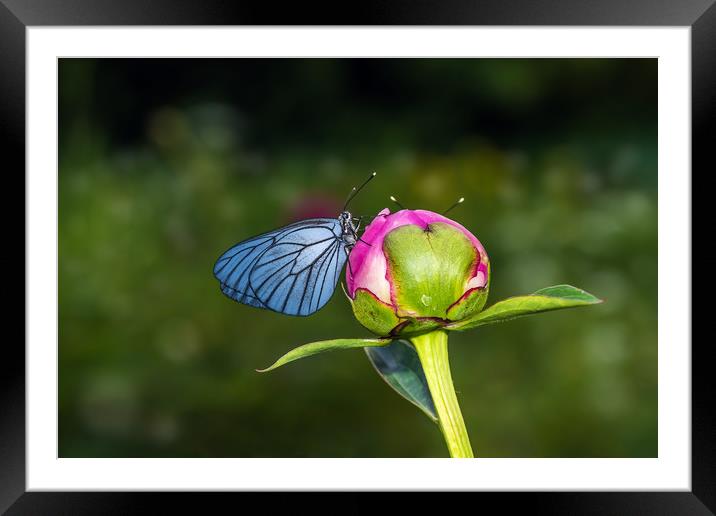 Butterfly with blue wings sitting on bud of peony Framed Mounted Print by Dobrydnev Sergei