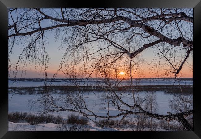 Birch tree and setting sun on a winter evening Framed Print by Dobrydnev Sergei