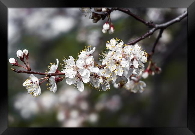 Cherry tree branch with blossoming flowers  Framed Print by Dobrydnev Sergei