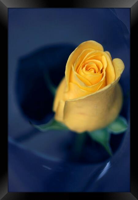 Yellow rose on blue background Framed Print by Olena Ivanova