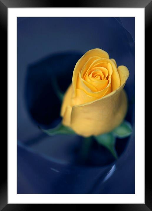 Yellow rose on blue background Framed Mounted Print by Olena Ivanova