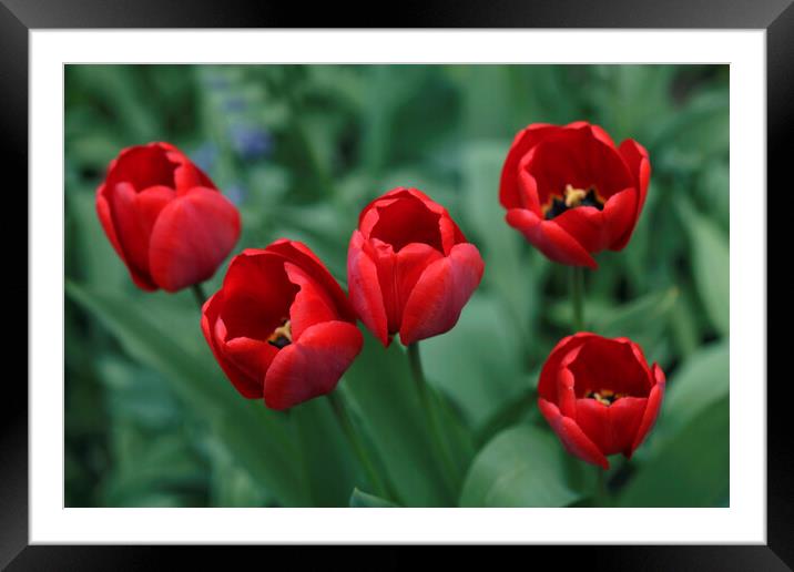 Red tulips on nature background Framed Mounted Print by Olena Ivanova
