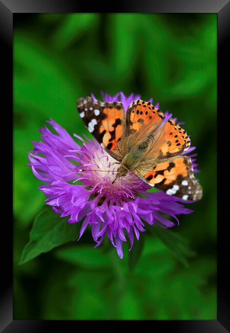 Colorful butterfly on violet flower Framed Print by Olena Ivanova