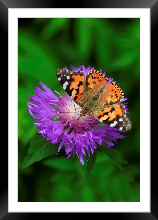 Colorful butterfly on violet flower Framed Mounted Print by Olena Ivanova