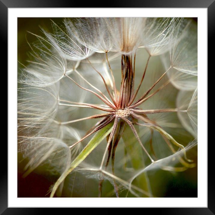 White dandelion on nature background Framed Mounted Print by Olena Ivanova