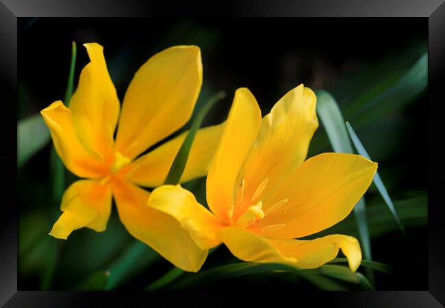 Yellow tulips on nature background Framed Print by Olena Ivanova