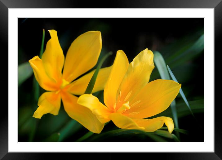 Yellow tulips on nature background Framed Mounted Print by Olena Ivanova