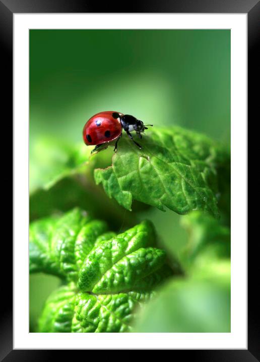 Red ladybug sitting on green leaf Framed Mounted Print by Olena Ivanova