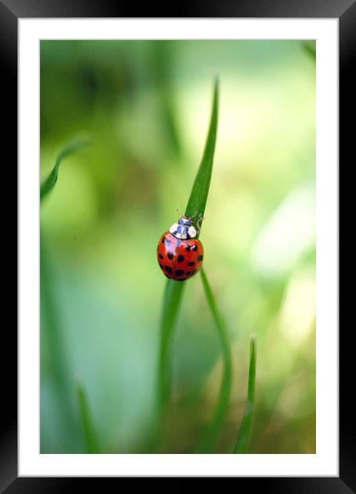 red ladybug on green grass Framed Mounted Print by Olena Ivanova