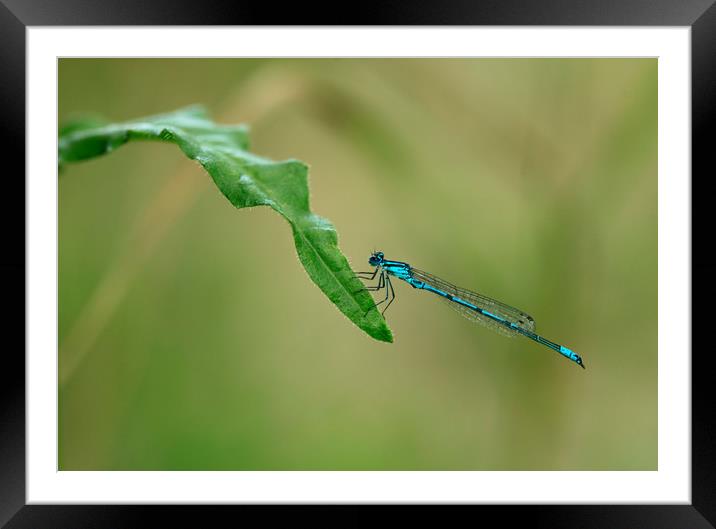blue dragonfly Framed Mounted Print by Olena Ivanova