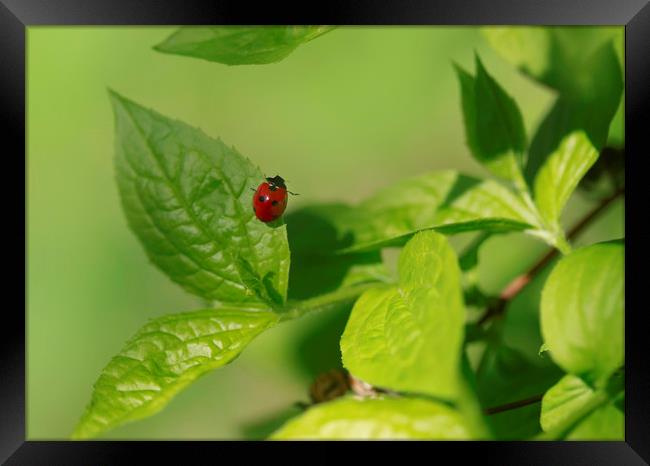 red ladybug sitting on green leaf Framed Print by Olena Ivanova