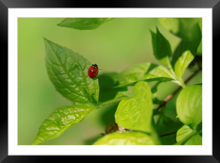 red ladybug sitting on green leaf Framed Mounted Print by Olena Ivanova