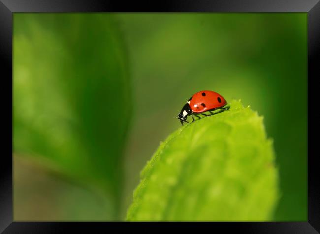 red ladybug sitting on green leaf Framed Print by Olena Ivanova