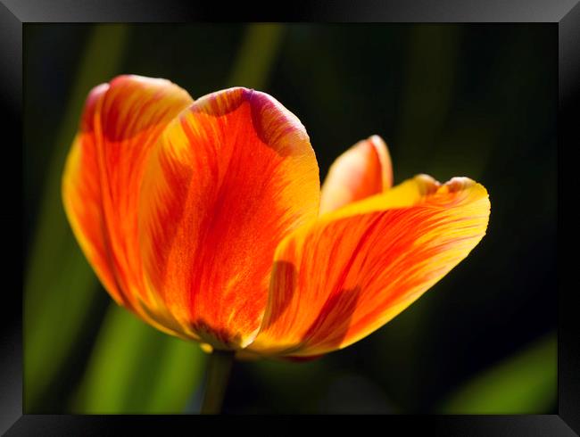 spring sunny tulip Framed Print by Olena Ivanova
