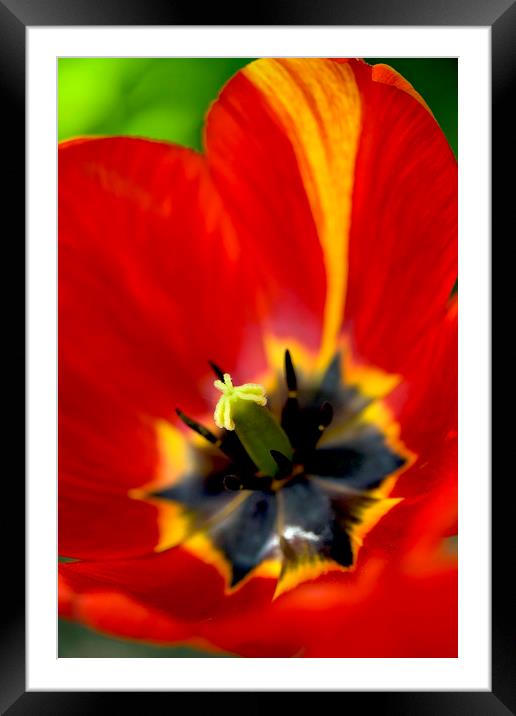 red tulip close up Framed Mounted Print by Olena Ivanova