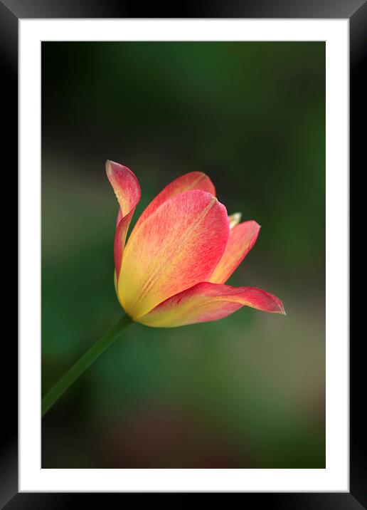 beautiful tulip Framed Mounted Print by Olena Ivanova
