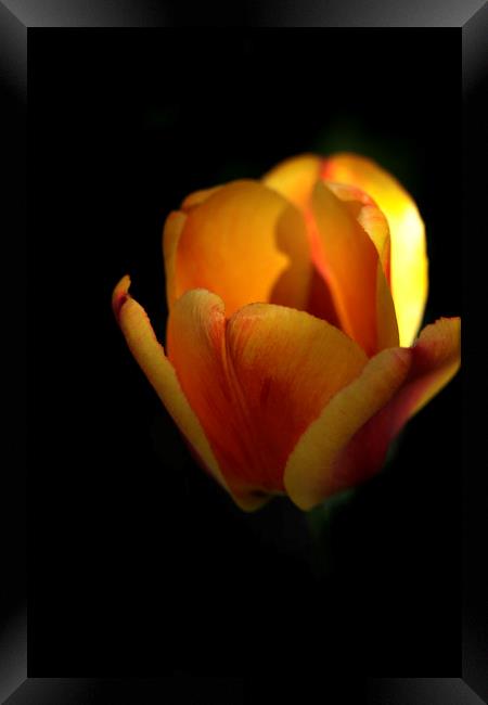 yellow tulip on black Framed Print by Olena Ivanova