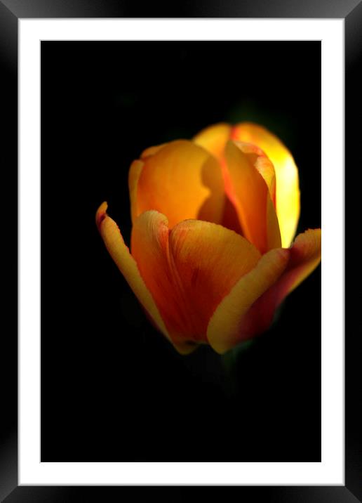 yellow tulip on black Framed Mounted Print by Olena Ivanova