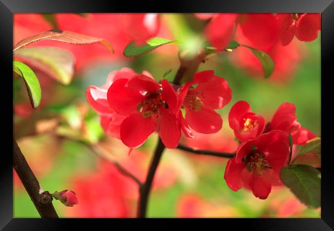 beautiful spring flowers Framed Print by Olena Ivanova