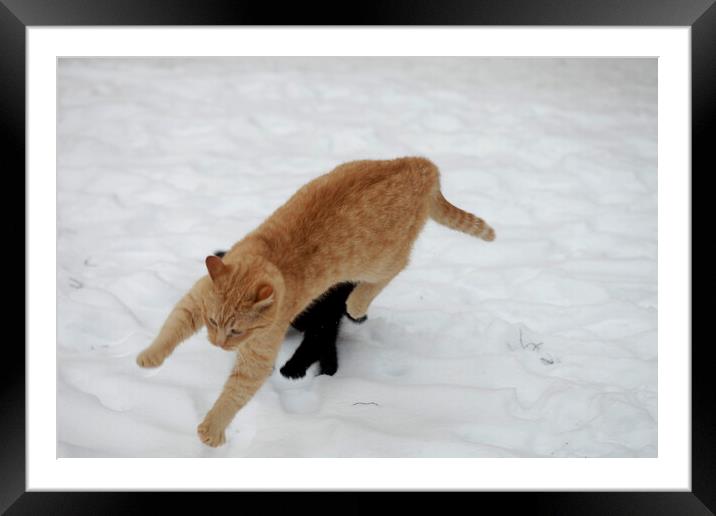 A cat playing with a frisbee in the snow Framed Mounted Print by Olena Ivanova