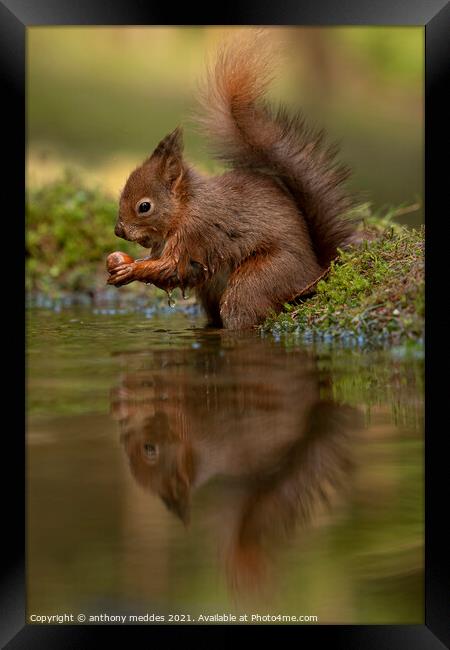 A squirrel looking into a body of water Framed Print by anthony meddes