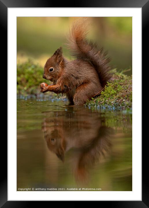 A squirrel looking into a body of water Framed Mounted Print by anthony meddes