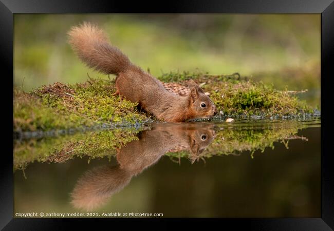 A squirrel on a branch Framed Print by anthony meddes