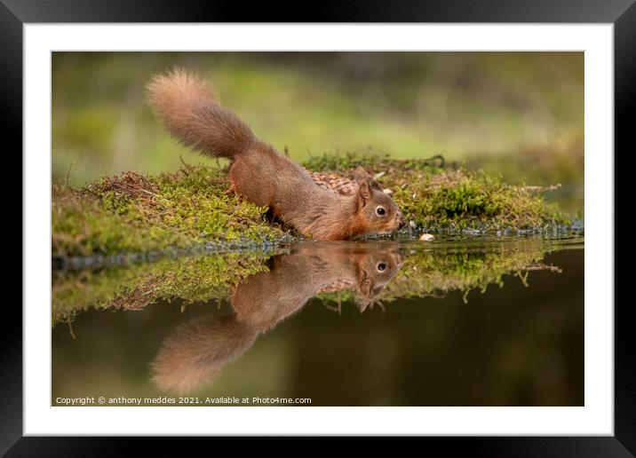 A squirrel on a branch Framed Mounted Print by anthony meddes