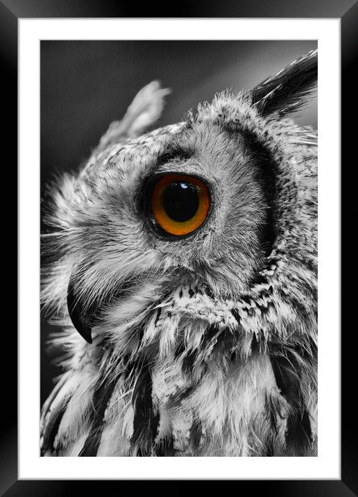 Holly the owl Framed Mounted Print by anthony meddes