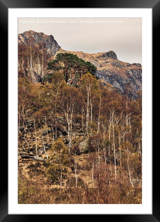 Ancient Pine Tree, Glen Nevis, Scotland Framed Mounted Print by Sally Morningstar