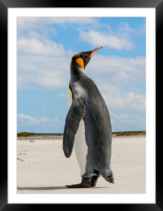 Emperor Penguin  Framed Mounted Print by Sean Clee