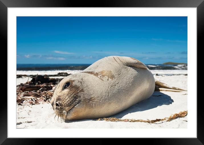 I've got my eye on you Framed Mounted Print by Sean Clee