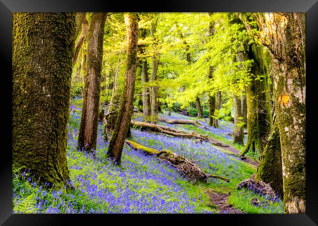 Bluebell Woods Framed Print by Sean Clee