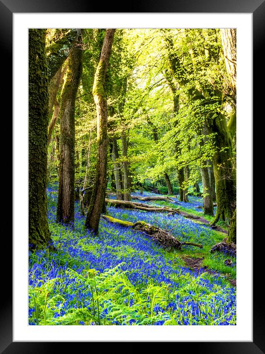 The Bluebell Wood Framed Mounted Print by Sean Clee