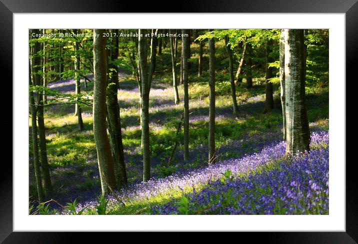 Bluebell Wood Framed Mounted Print by Richard Sealy