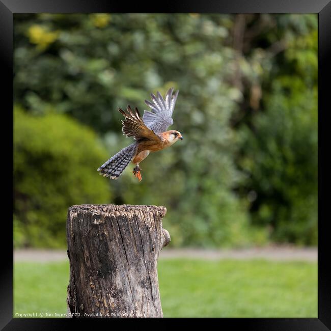 Red Footed Falcon landing Framed Print by Jon Jones
