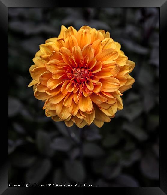 Chrysanthemum in bloom Framed Print by Jon Jones