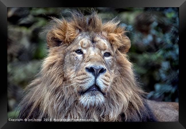 The African Male Lion Framed Print by Jon Jones
