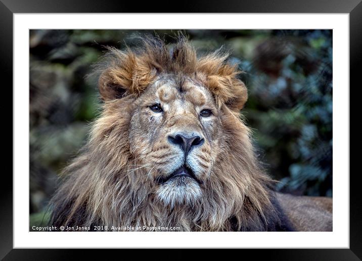 The African Male Lion Framed Mounted Print by Jon Jones