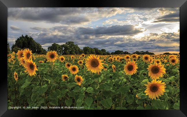 The Sunflower Field Framed Print by Jon Jones