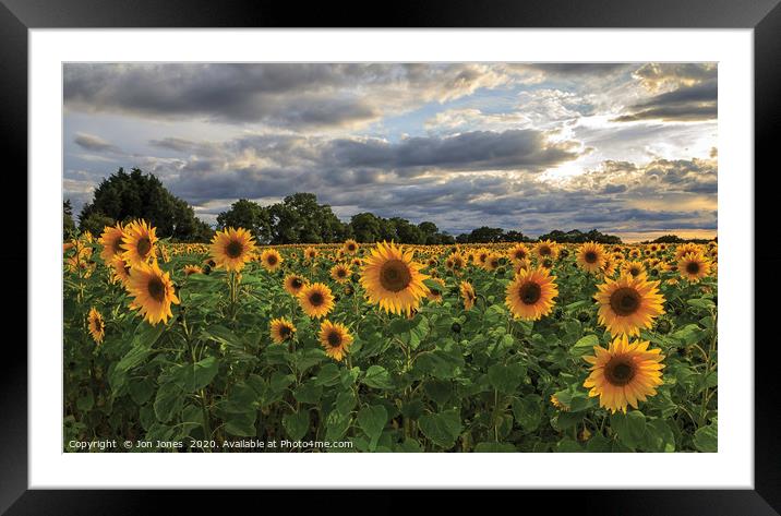 The Sunflower Field Framed Mounted Print by Jon Jones