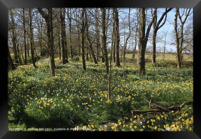 Daffodil wood. Framed Print by Andrew Bell
