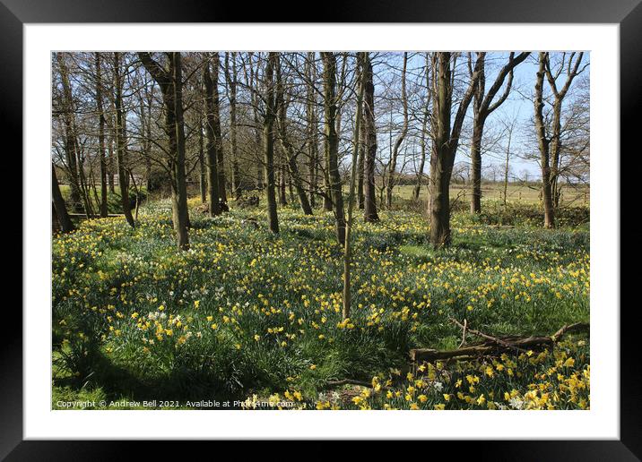 Daffodil wood. Framed Mounted Print by Andrew Bell